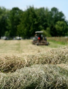 Hay in field