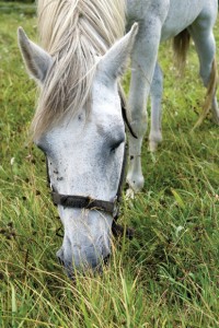 Horse eating grass