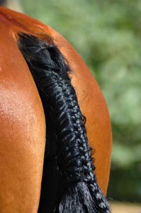 A plaited tail on a horse