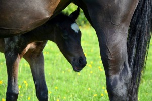 Quitah with Foal at Foot