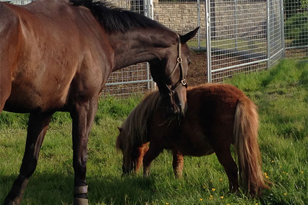 Retraining a Racehorse