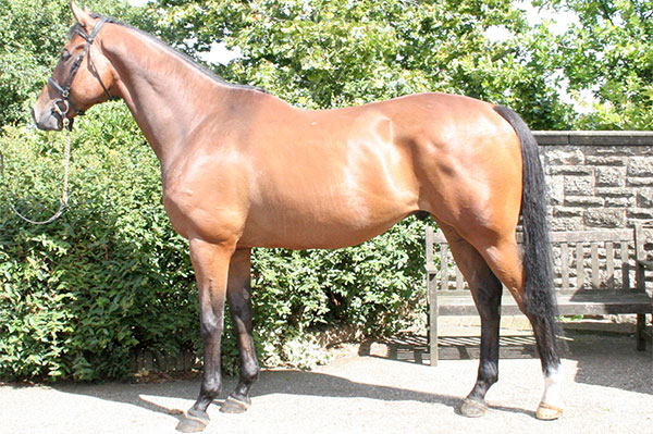 Rehoming a Racehorse - Feeding