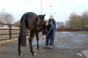 AHT vet performs a flexion test on a horse