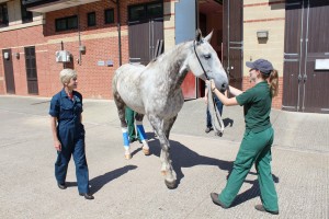 Dr. Sue Dyson with horse post-surgery