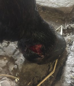 Toby cut his leg whilst out in the field.