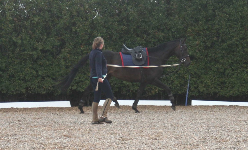 How not to lunge: This lady is holding the lunge rein in her left hand instead of her right and she is positioned too close to the hindquarters; she would have not control over the horse if it decided to scoot off or turn in. She is moving with the horse which is good but if the horse kicked out, she is in the line of fire.