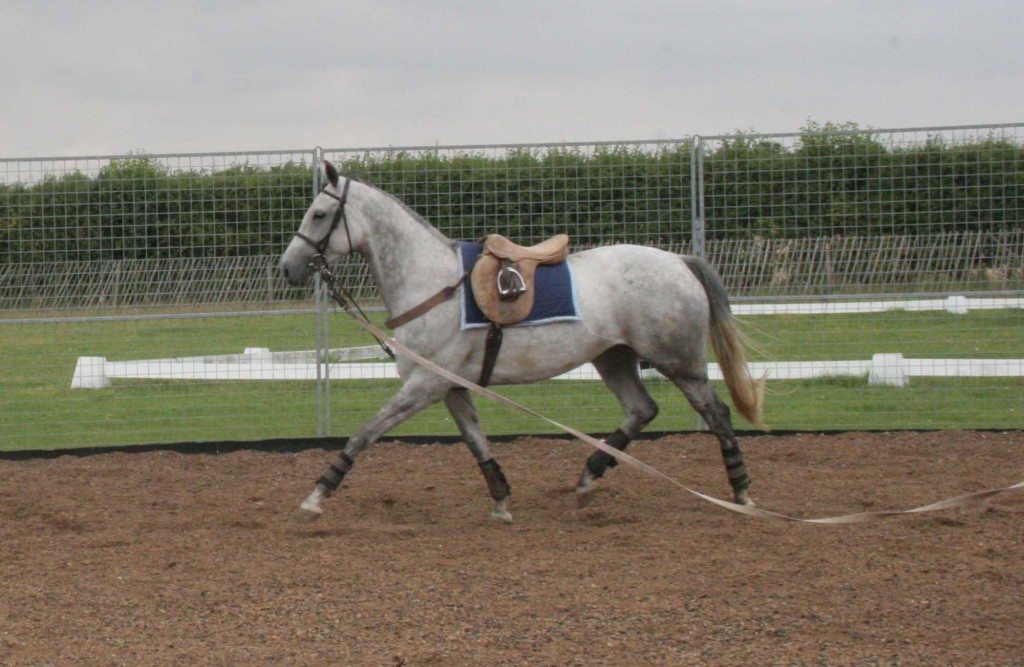 The Harbridge, as it is attached between the front legs is a good aid for horses that carry their heads way too high; as a consequence of head-lowering the back muscles begin to be stretched out.   Before using, check that a high head carriage is not due to discomfort somewhere.