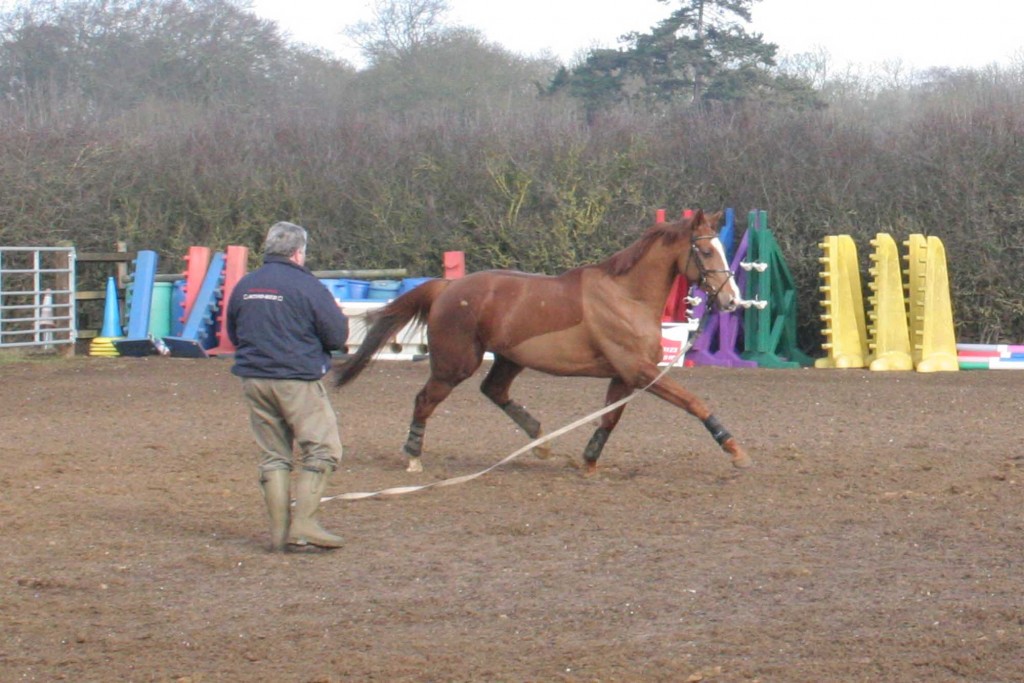 Note Fred’s stance – an easy hold of the lunge line and positioned mid-way along the horse’s length so that he can keep forward momentum and readily move towards to the shoulder to steady the horse or stop him turning in, or further towards to quarters if the horse tries to drop back. Even with a loose lunge line control can still be maintained by your body positioning and language. Do not worry at this stage how the horse is positioning his body, it is control you are after - refinement can come later on.