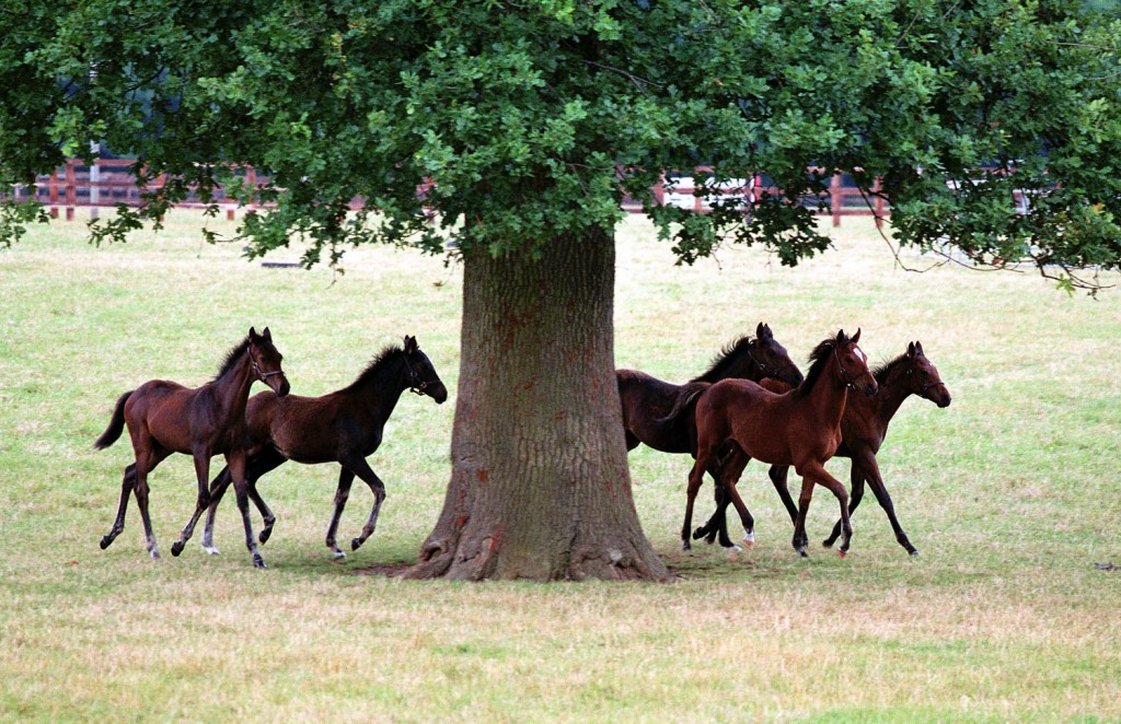 Weanlings at Cheveley Park Stud 14/7/2001 © Trevor Jones