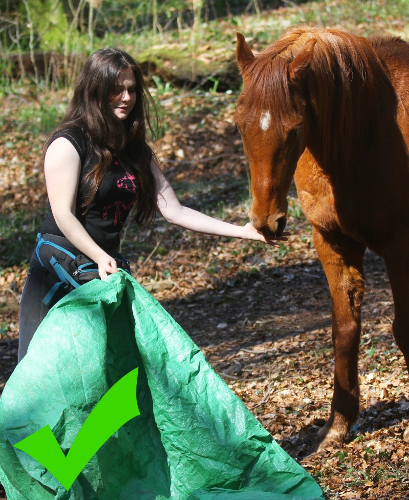 An example of good food delivery, the trainer is extending her arm, feeding away from her body, underneath the horse chin promoting good posture. She doesn’t hesitate to move closer to the horse to feed him rather than encouraging the horse to go to her for the food.