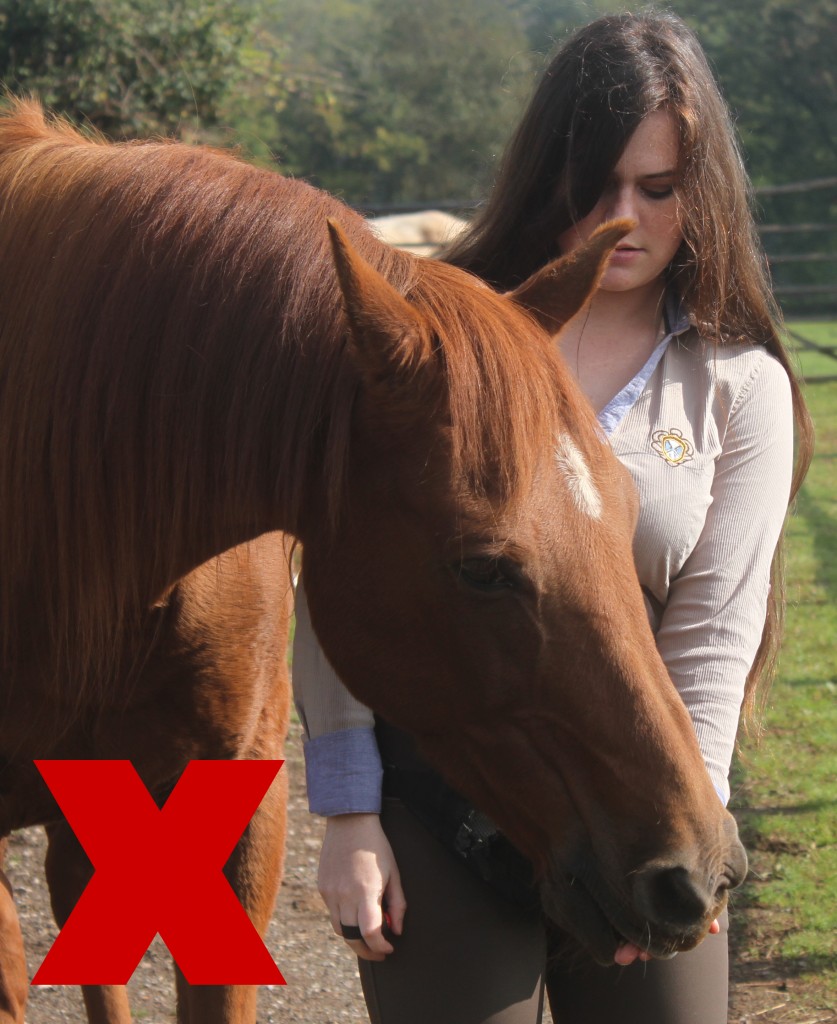  An example of poor food delivery that if repeated several times is likely to lead to the horse over-crowding the trainer and engage in unwanted oral behaviours. The trainer is feeding too close to her body, encouraging the horse to eat near her bum bag and to stand crooked.