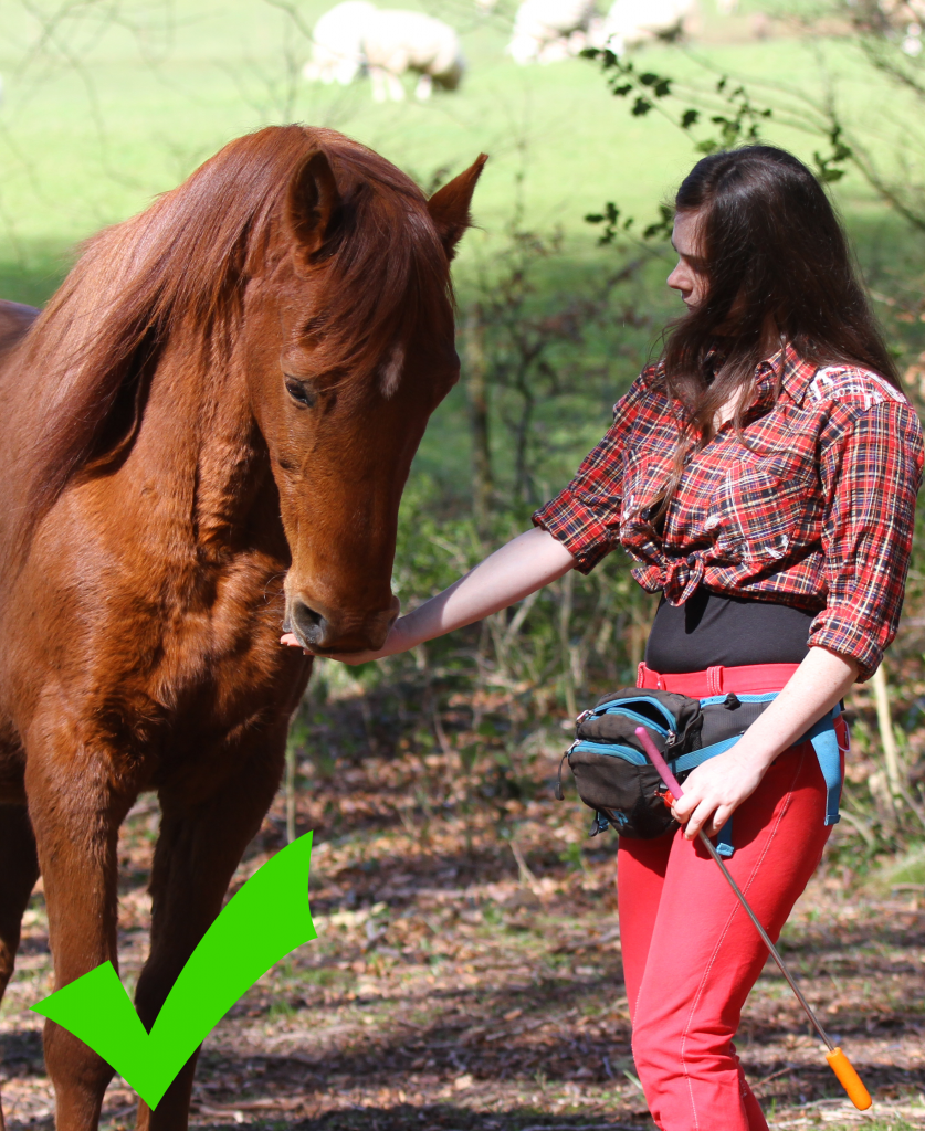 A good food delivery, this time from the side. Again the trainer extend her arm away from her body and deliver the food underneath the horse nose.