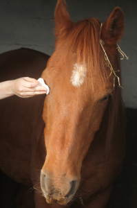 This horse has learned to target with his eyes, this makes eye care an easy and safe task for his owner as he willingly position his eye on the cotton pad without the need for restrain.